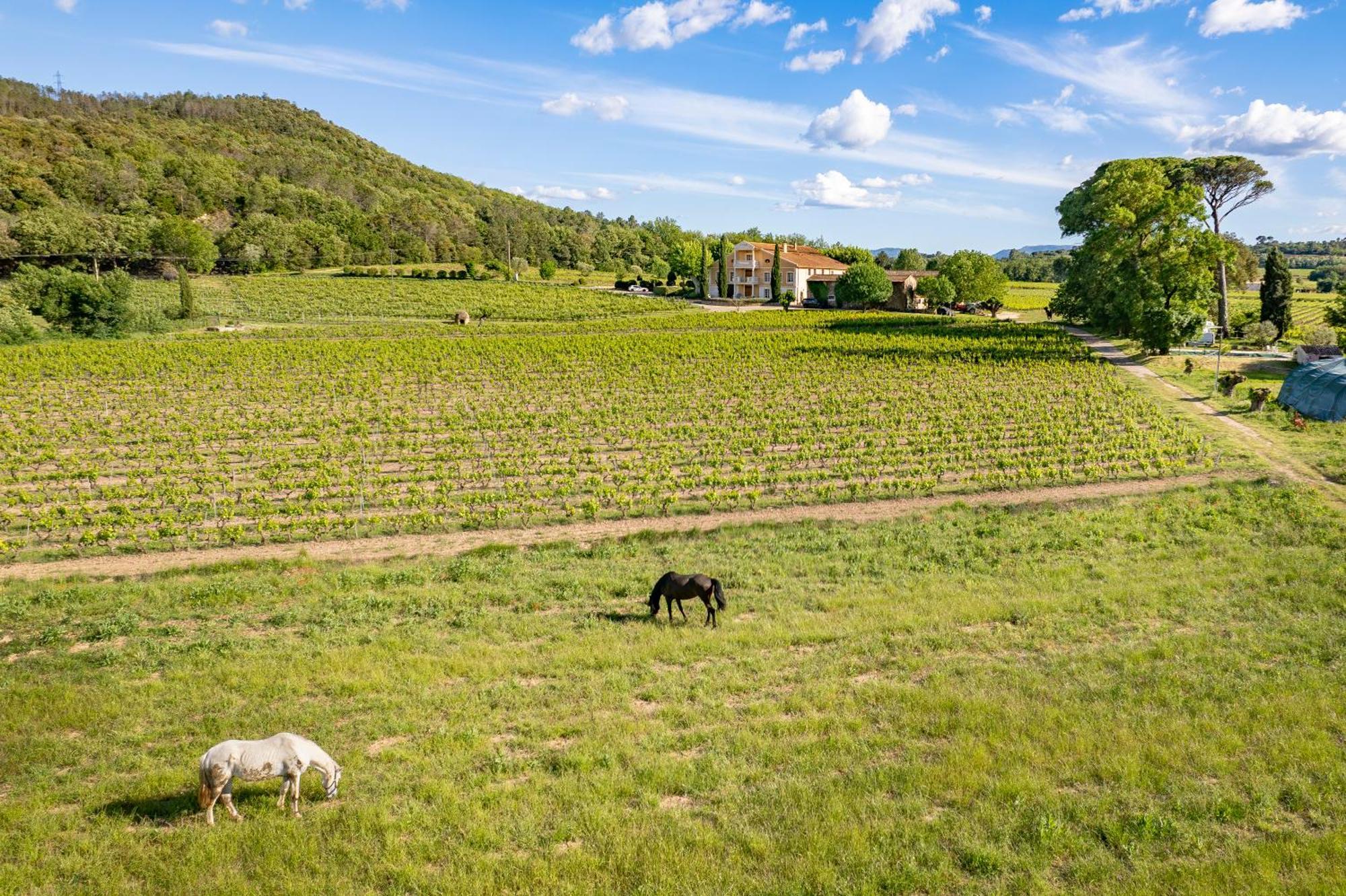 Gite Vert D'Olive Au Milieu Des Vignes - Chateau Les Apies Les Arcs-sur-Argens Exterior photo